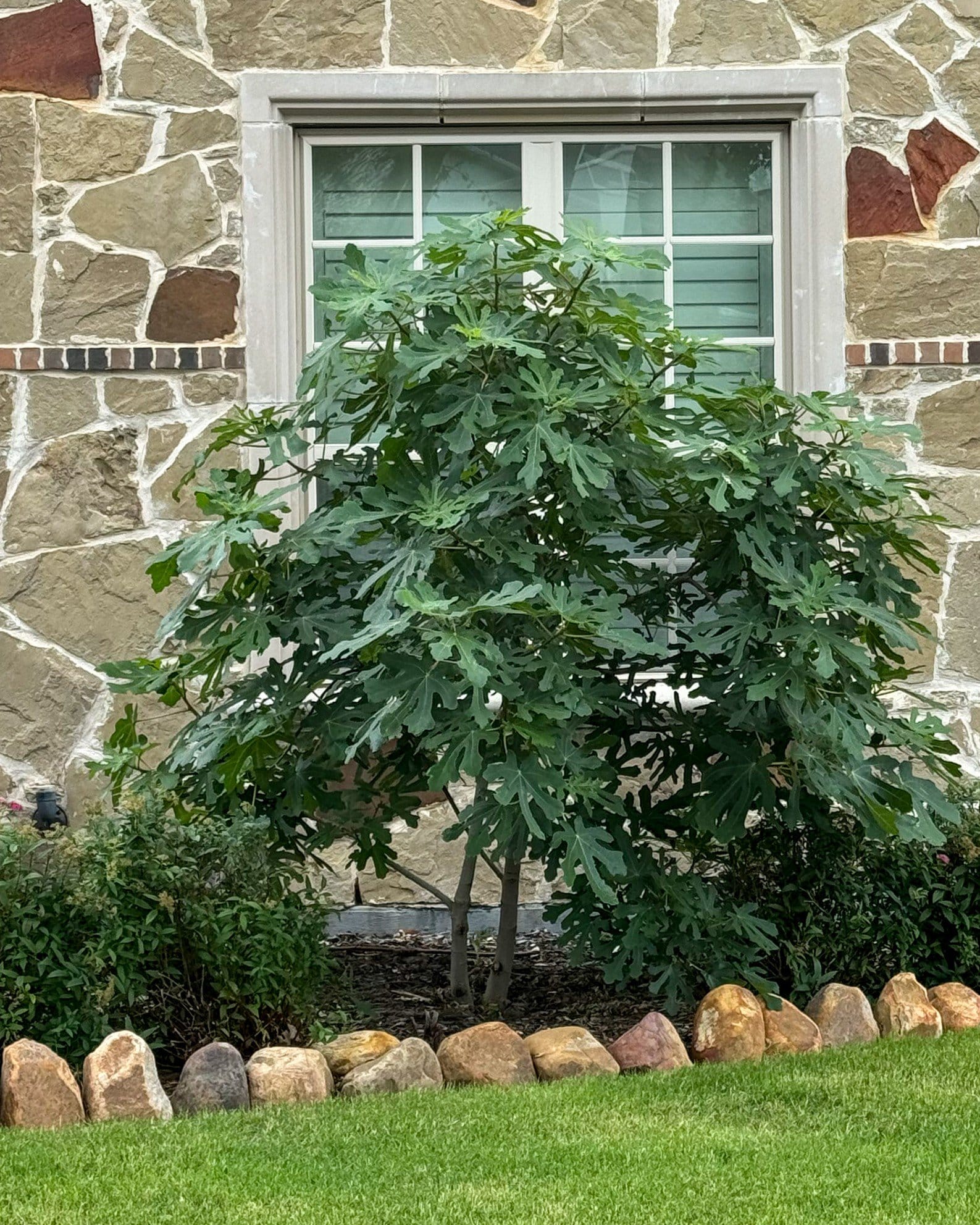 Brown Turkey Fig - view 3