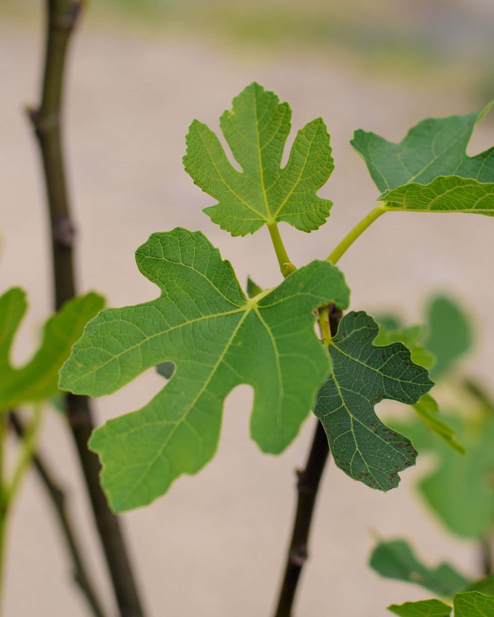 Brown Turkey Fig - Image 3