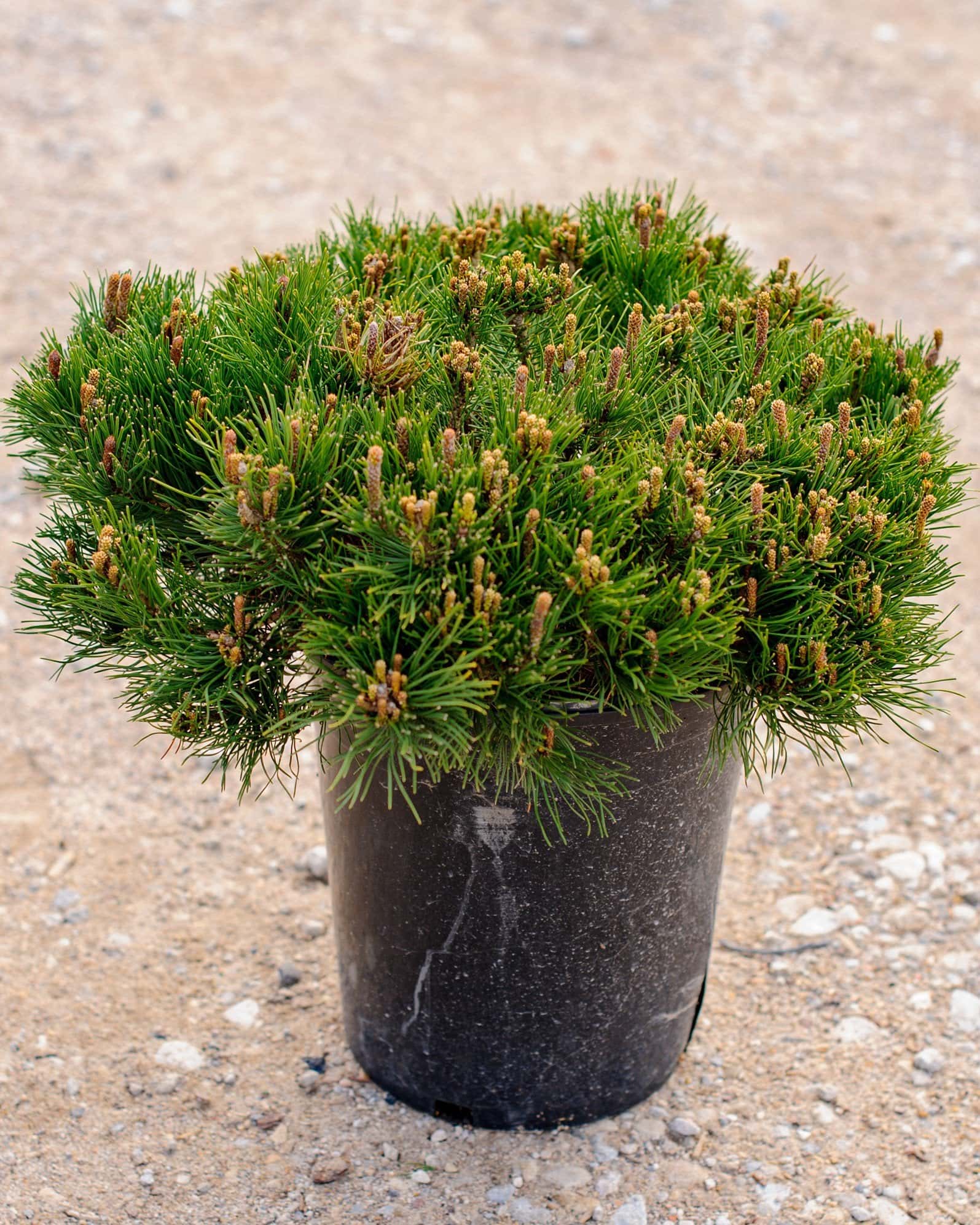 Dwarf Mugo Pine - Main Image