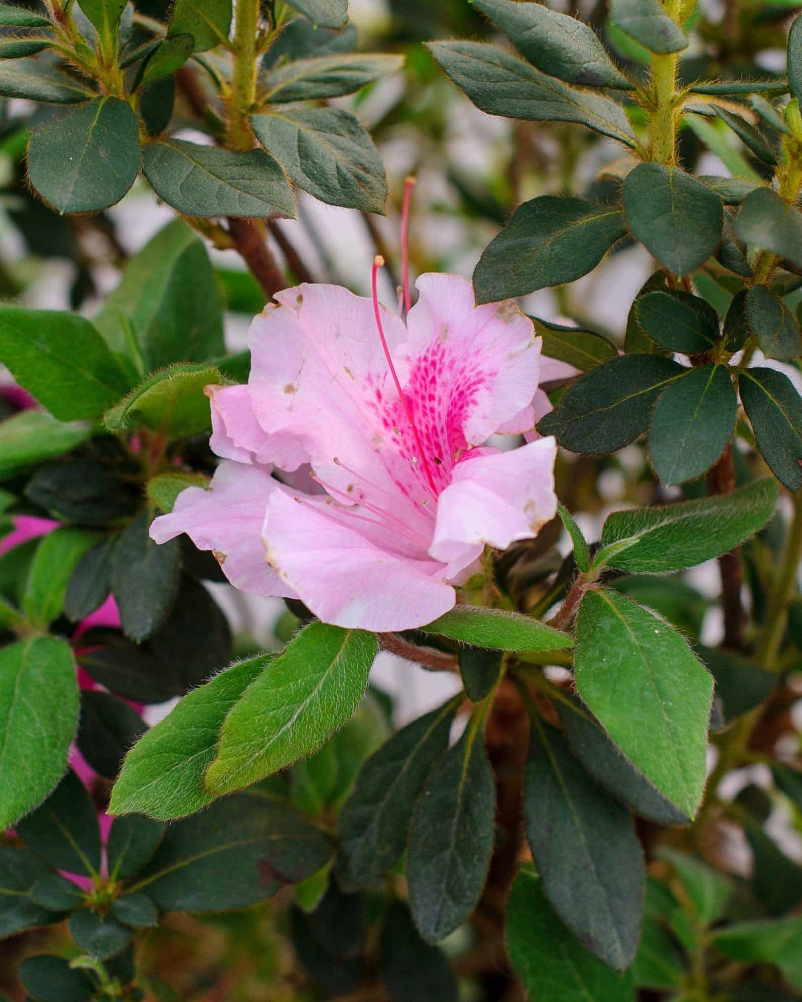Encore Azalea Autumn Twist - view 2