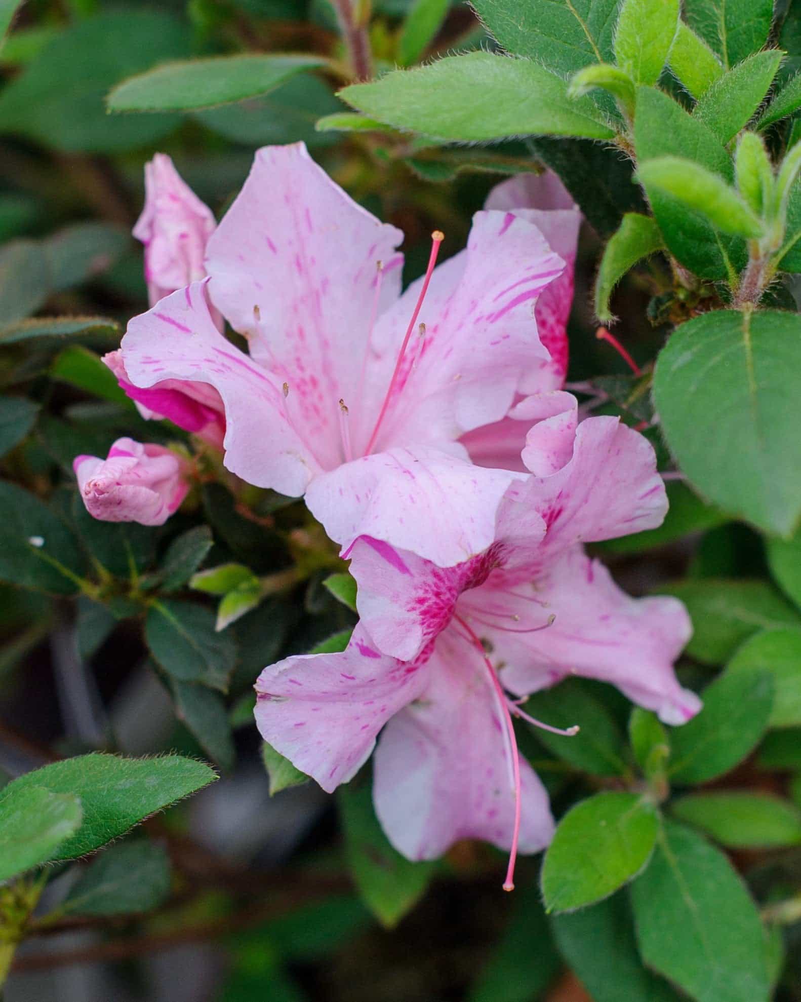 Encore Azalea Autumn Twist - view 3