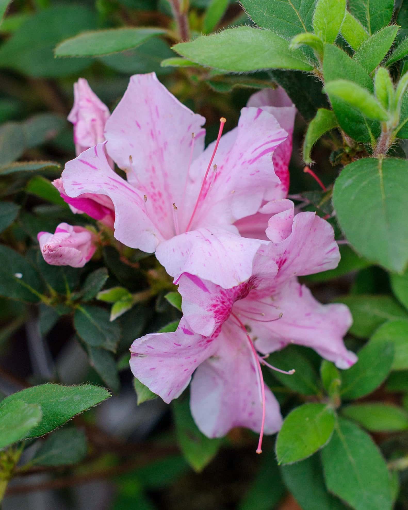 Encore Azalea Autumn Twist - Image 1