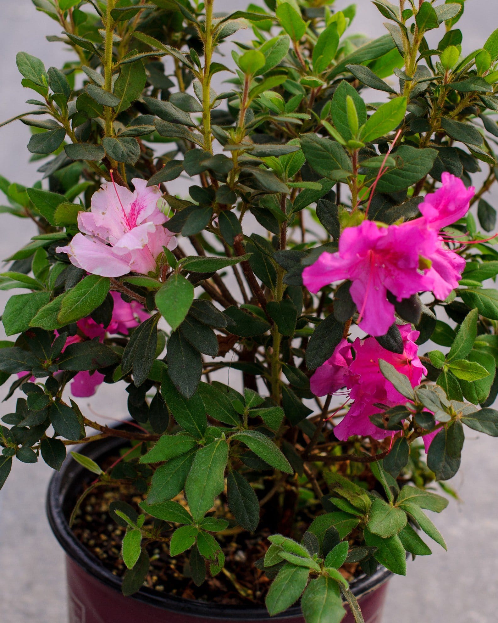 Encore Azalea Autumn Twist - view 5