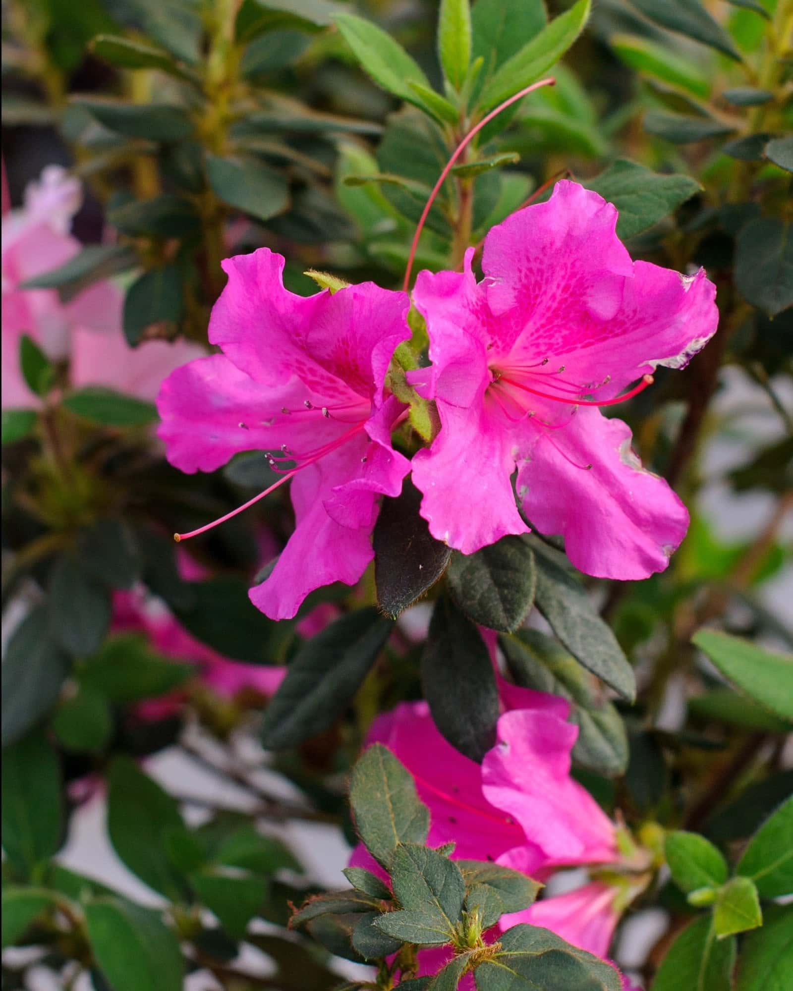 Encore Azalea Autumn Twist - Image 4