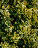 Golden Oakland Holly thumbnail 1