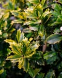Golden Oakland Holly thumbnail 8