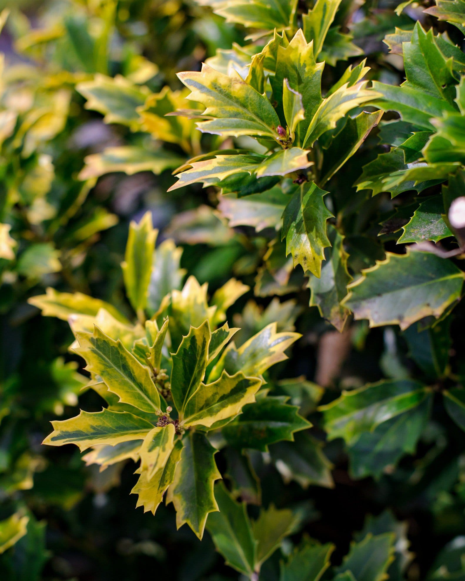 Golden Oakland Holly - view 2