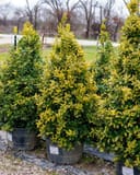 Golden Oakland Holly thumbnail 2