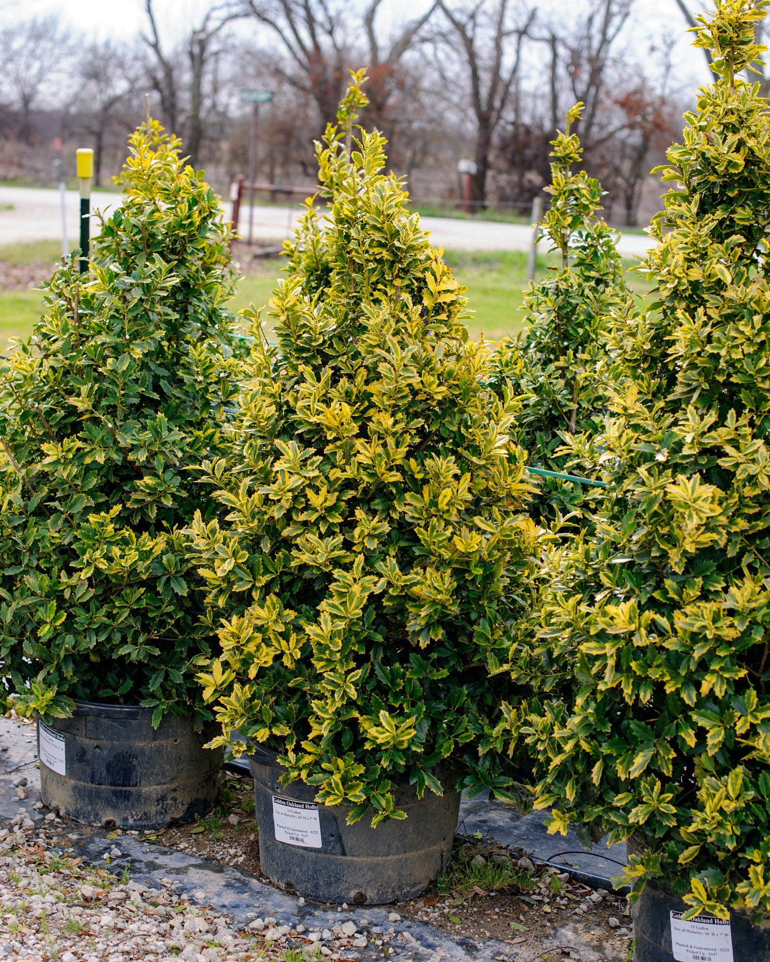 Golden Oakland Holly - view 3