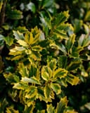 Golden Oakland Holly thumbnail 3