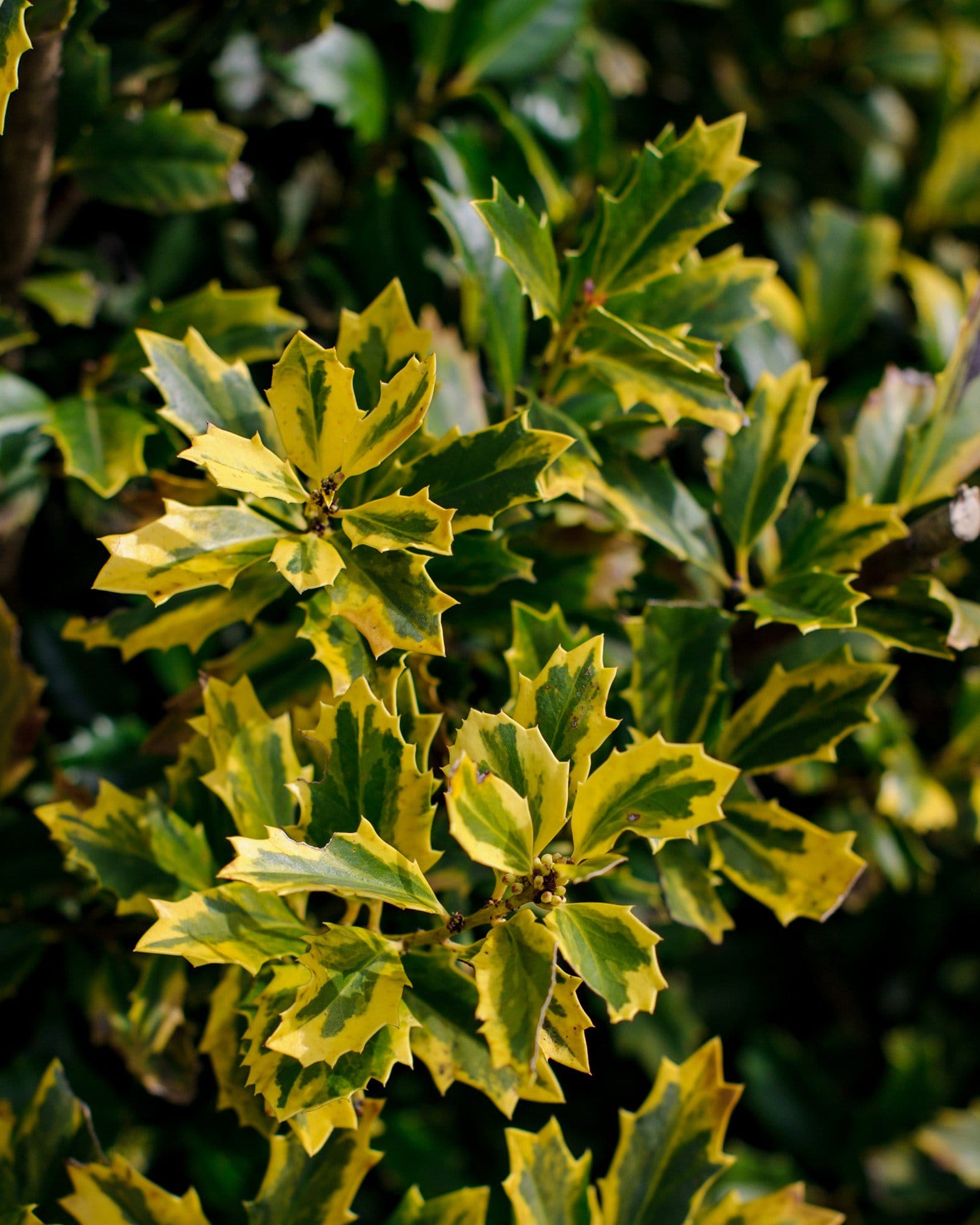 Golden Oakland Holly - view 4