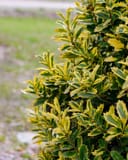 Golden Oakland Holly thumbnail 4