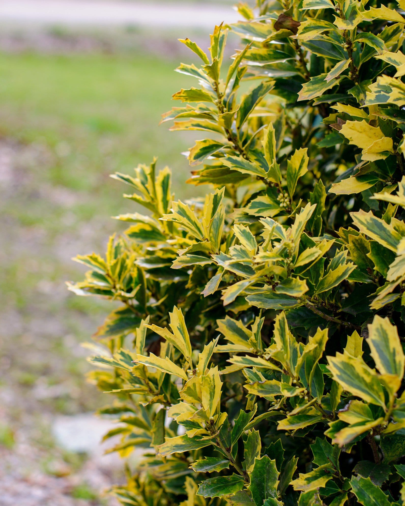 Golden Oakland Holly - view 5