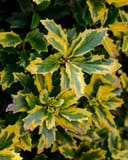 Golden Oakland Holly thumbnail 5