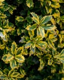 Golden Oakland Holly thumbnail 7