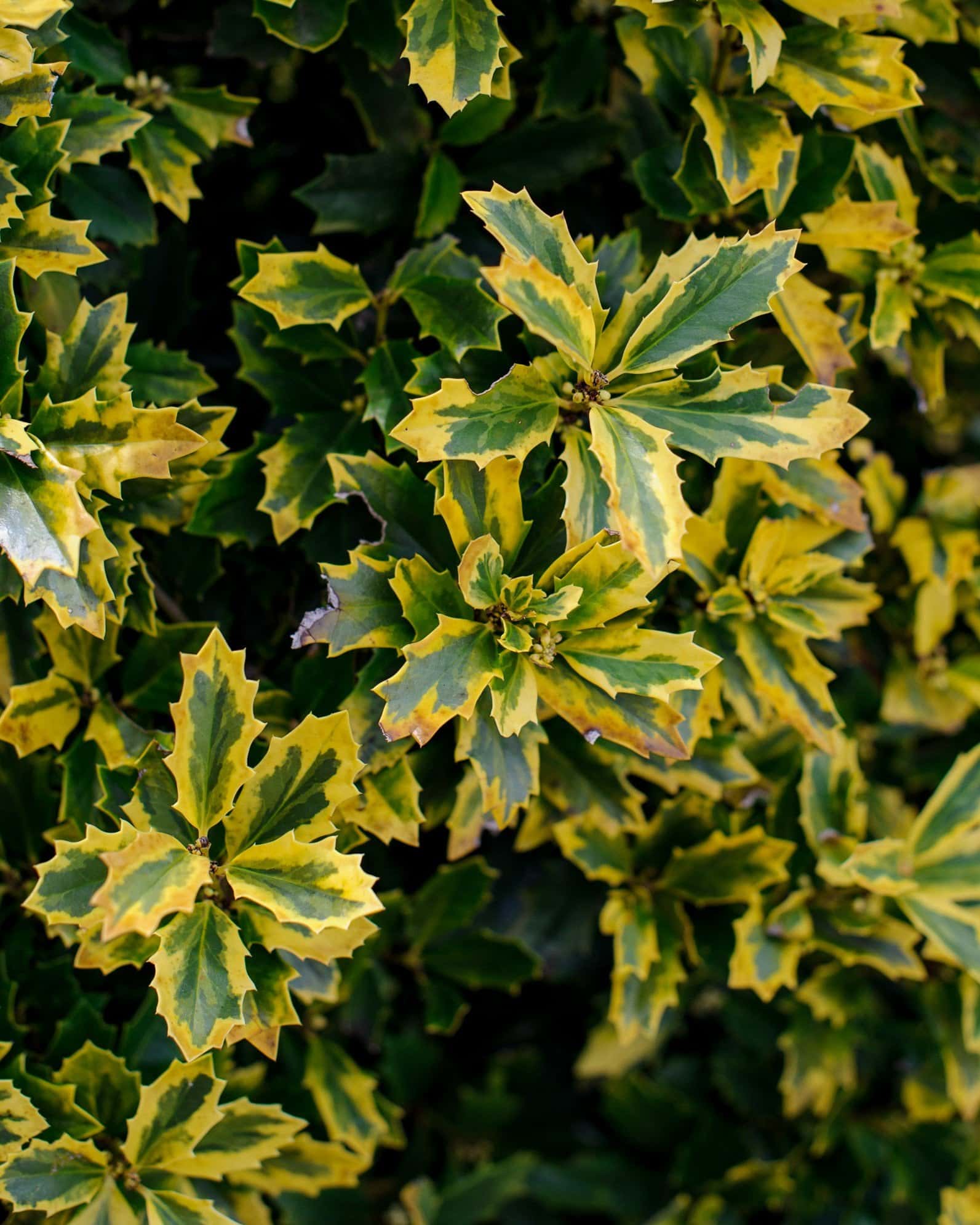 Golden Oakland Holly - Image 6