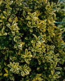 Golden Oakland Holly thumbnail 6