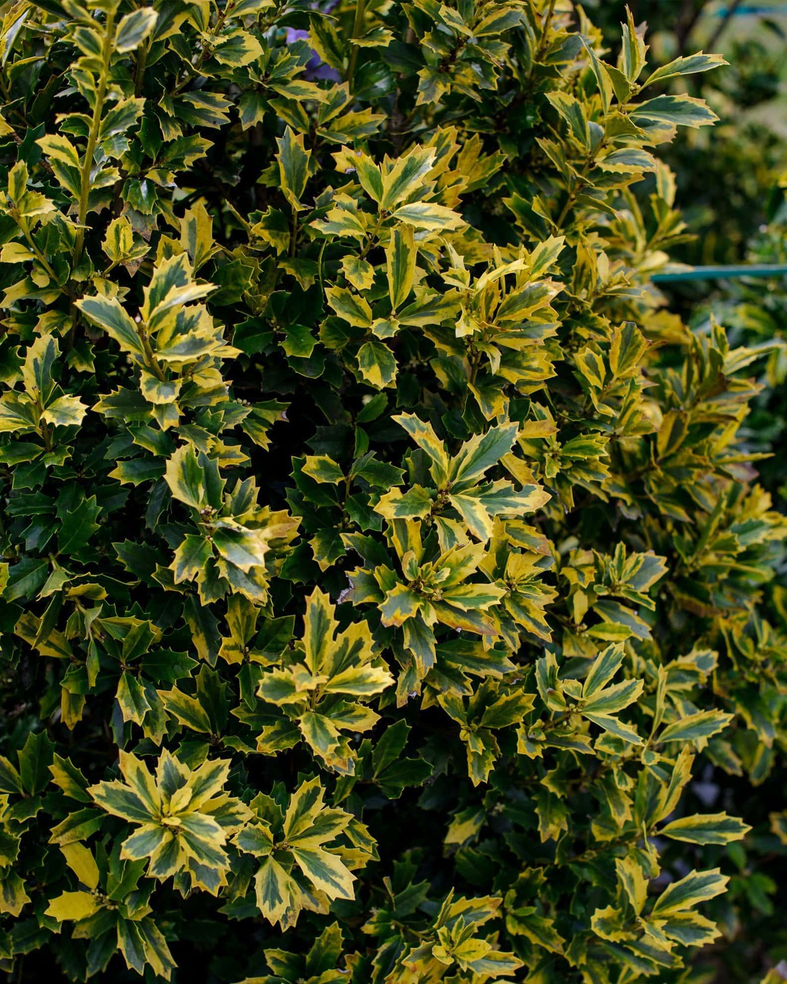 Golden Oakland Holly - Image 5