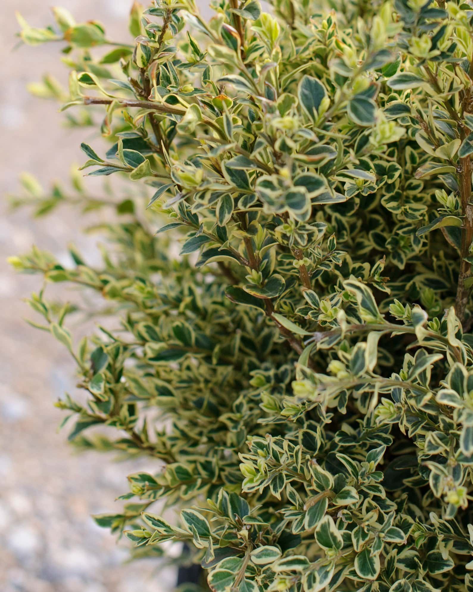 Variegated English Boxwood - Image 3