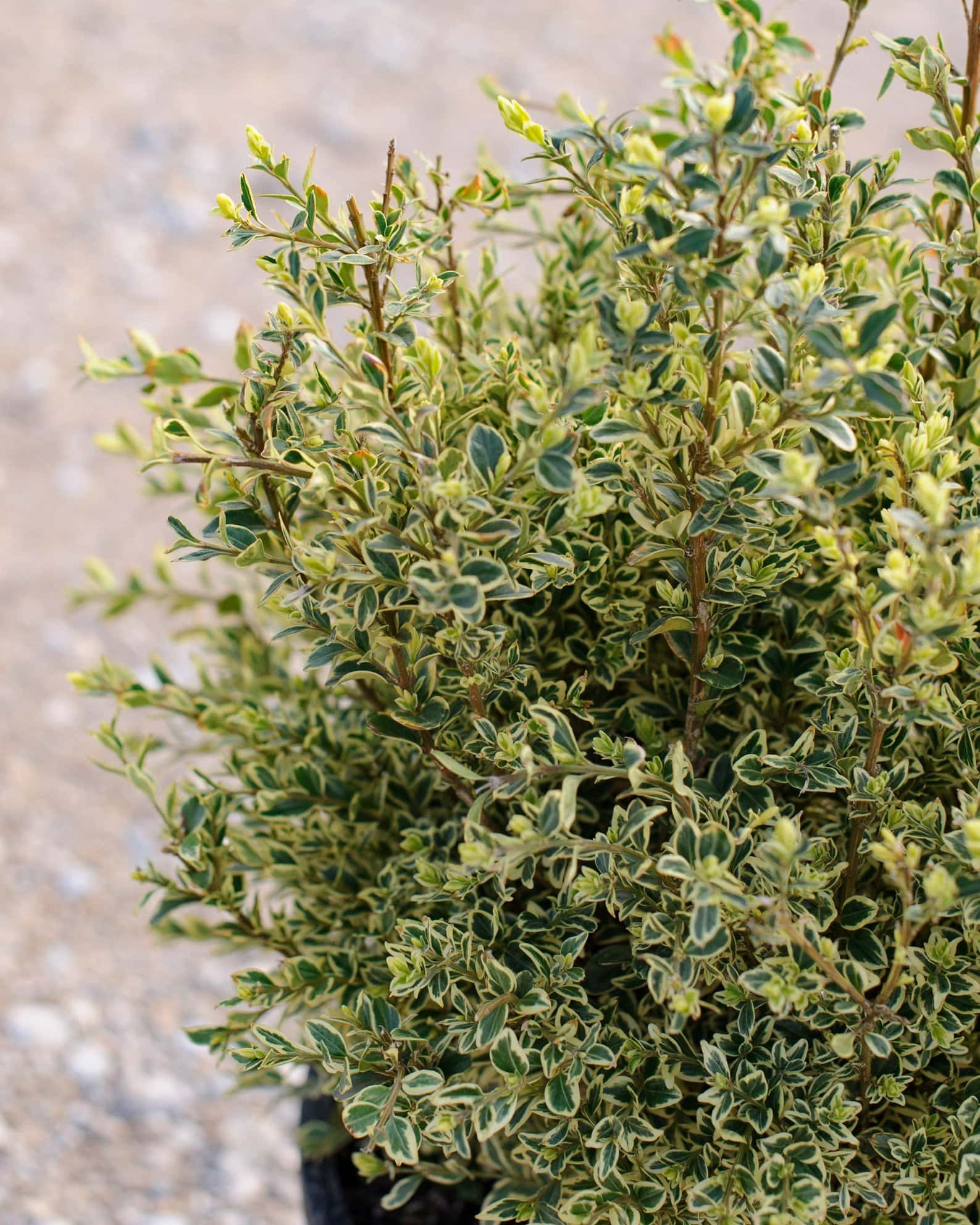 Variegated English Boxwood - Image 2