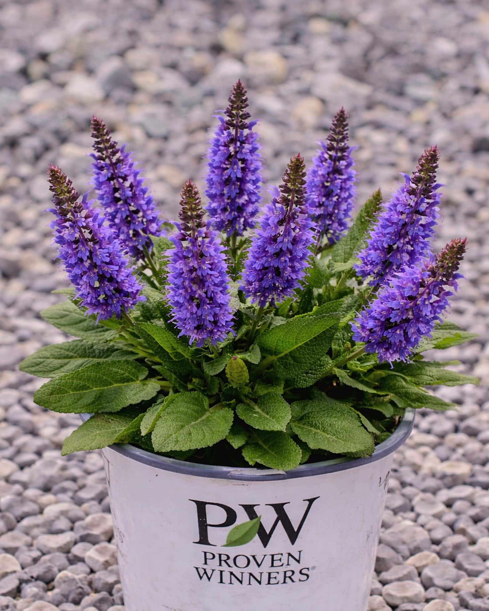 Violet Profusion Salvia - Main Image