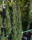 Yaupon Holly Skyline thumbnail 2