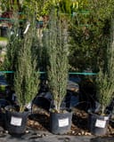 Yaupon Holly Skyline thumbnail 3
