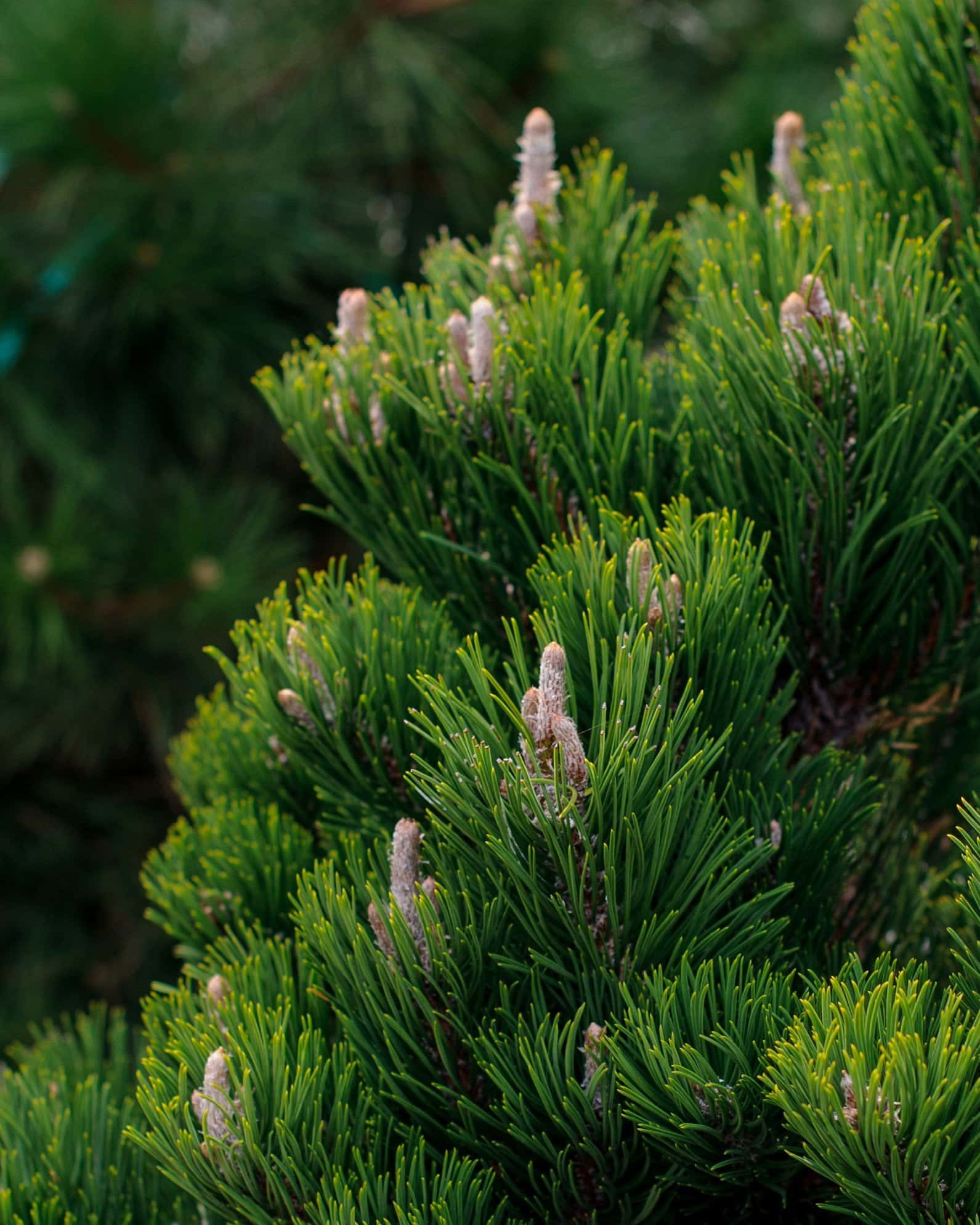 Austrian Pine Oregon Green - Image 7