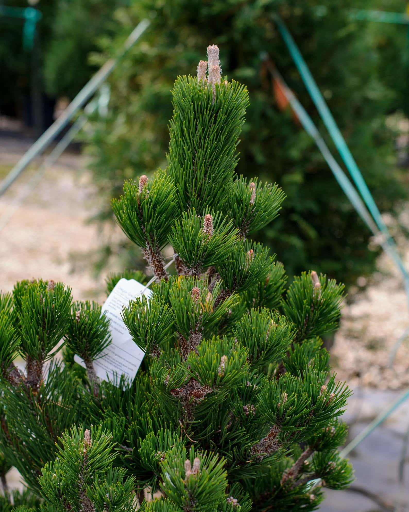 Austrian Pine Oregon Green - Image 3