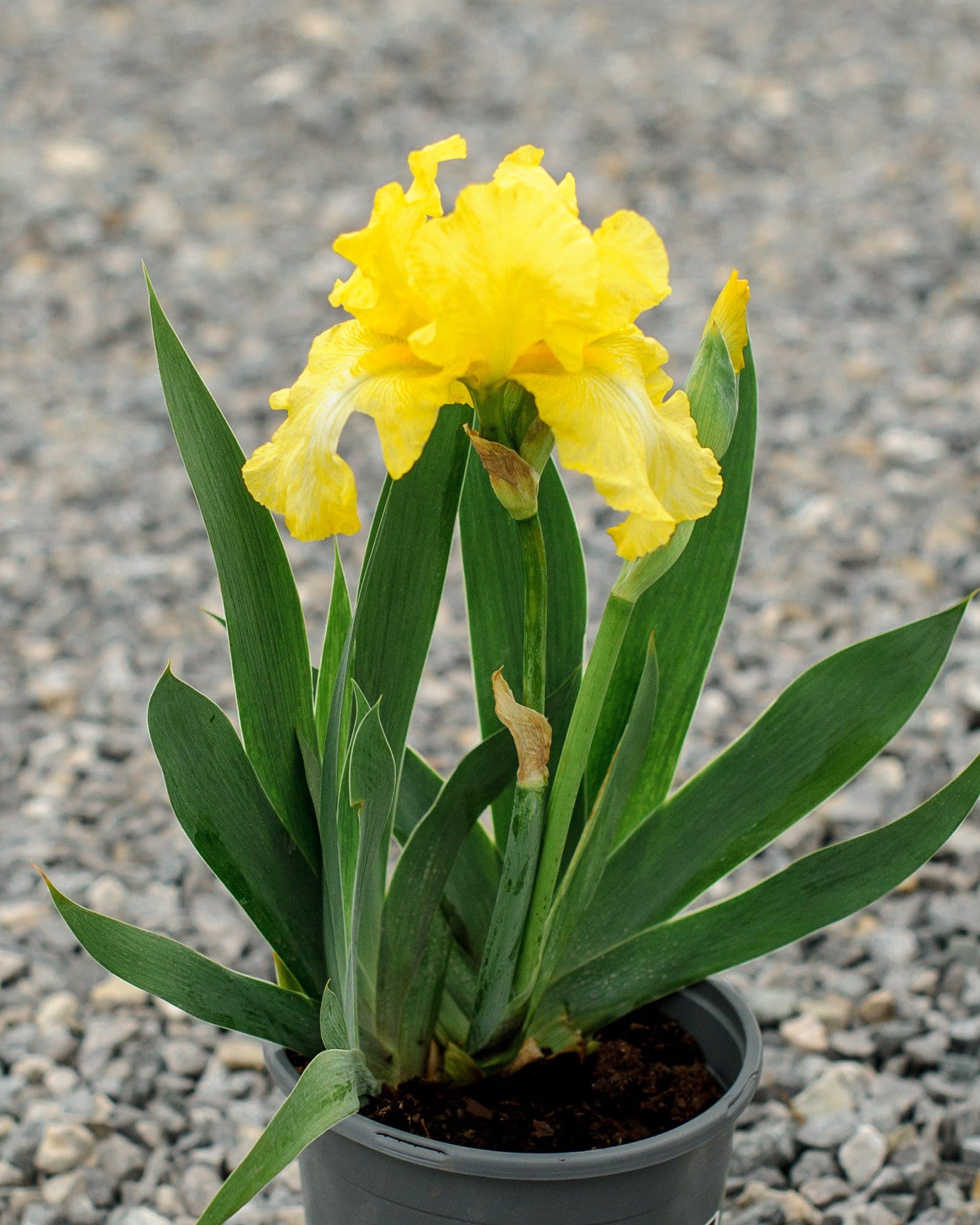 Harvest of Memories Iris - view 5