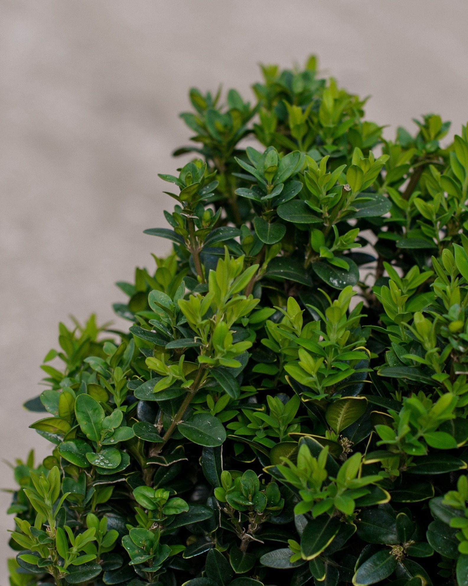 Dee Runk Boxwood - view 2