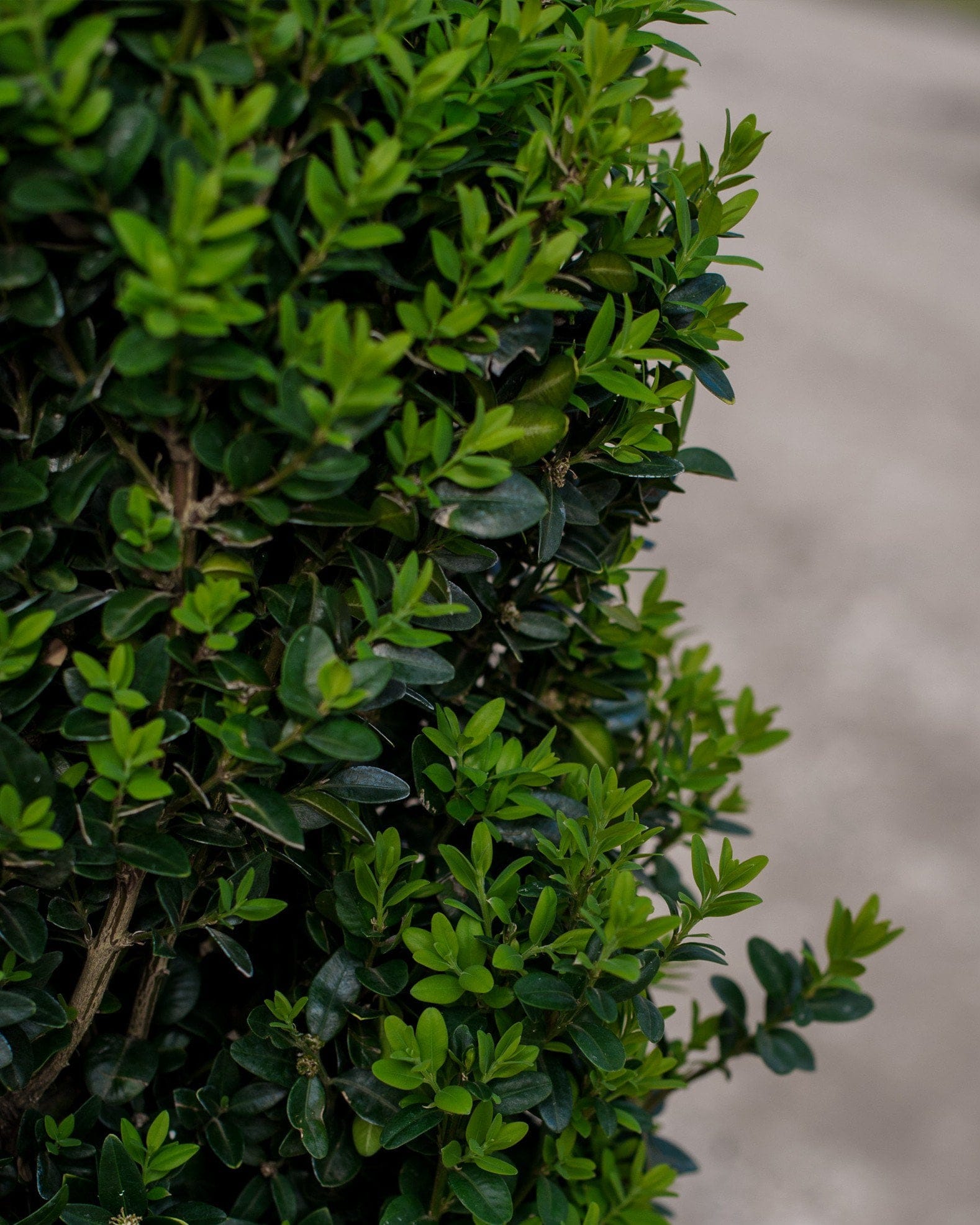 Dee Runk Boxwood - view 3