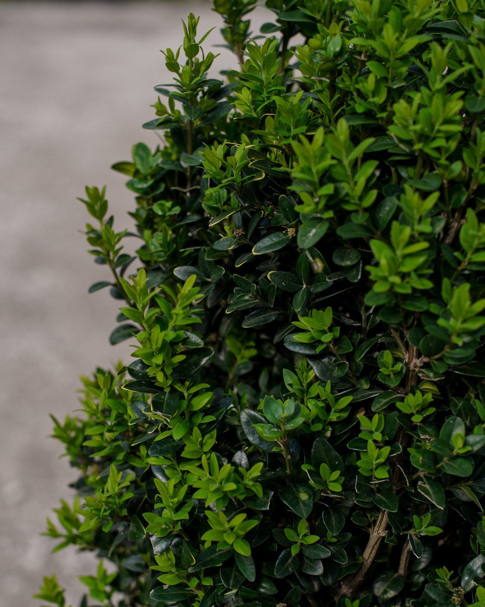 Dee Runk Boxwood - view 4