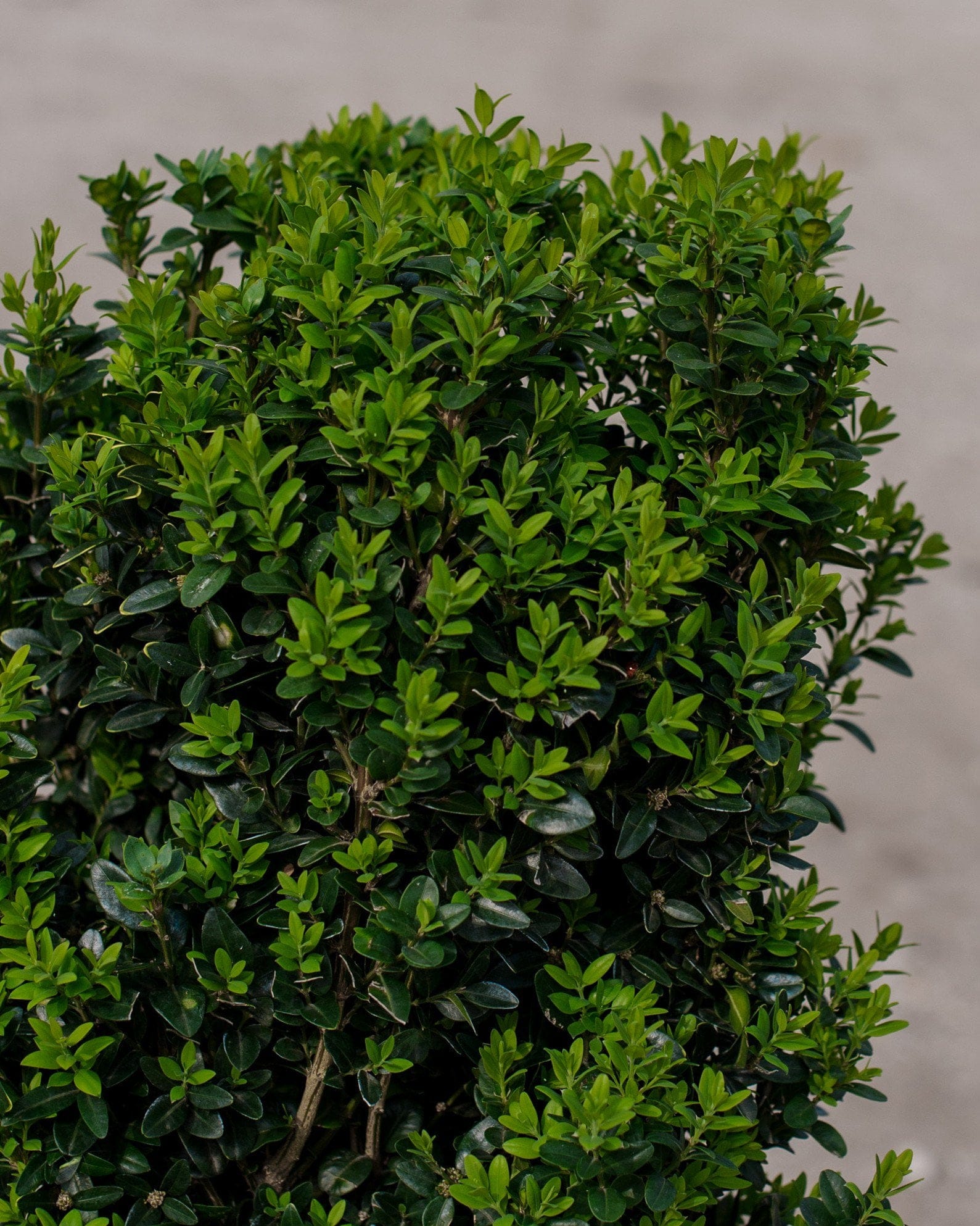 Dee Runk Boxwood - view 5