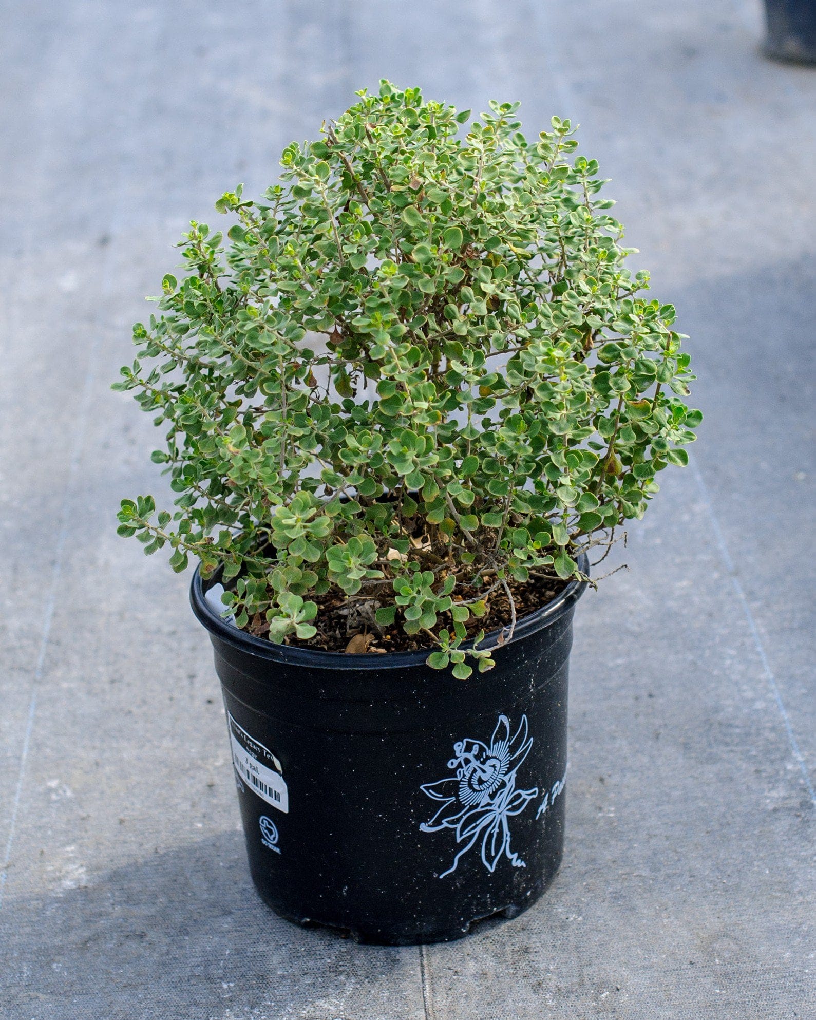 Lynn's Legacy Texas Sage - view 2