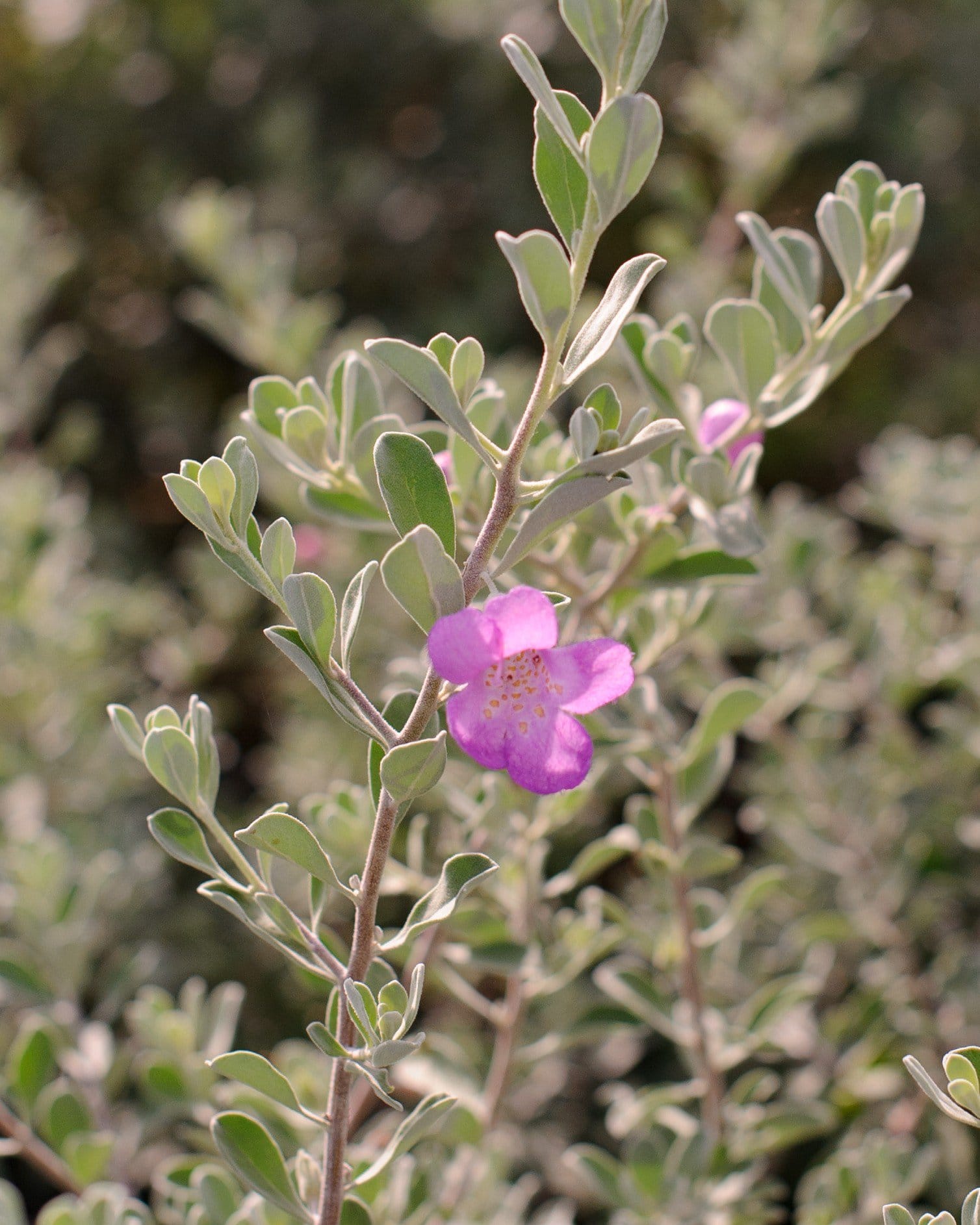 Silver Dream Texas Sage - view 2