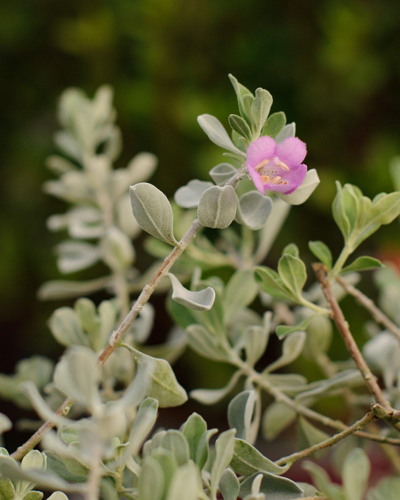 Silver Dream Texas Sage - view 3