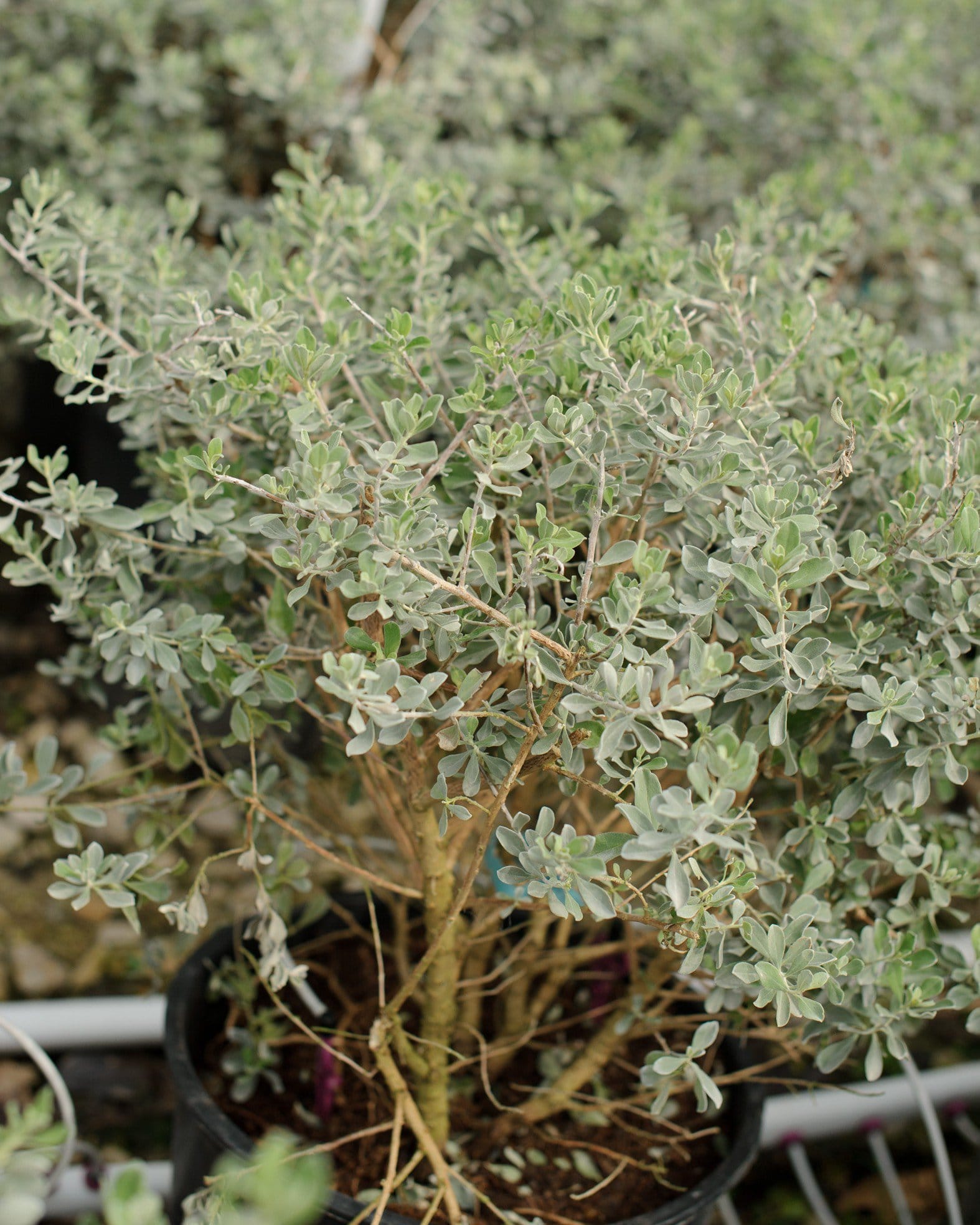 Silver Dream Texas Sage - view 4