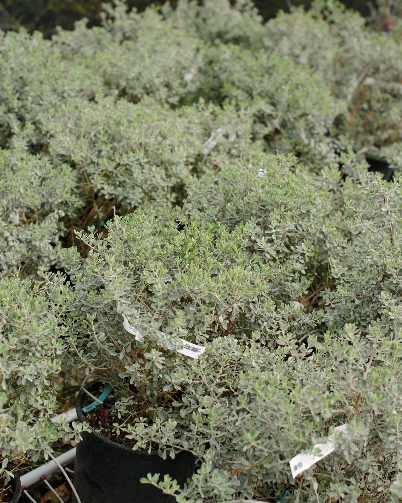Silver Dream Texas Sage - view 5