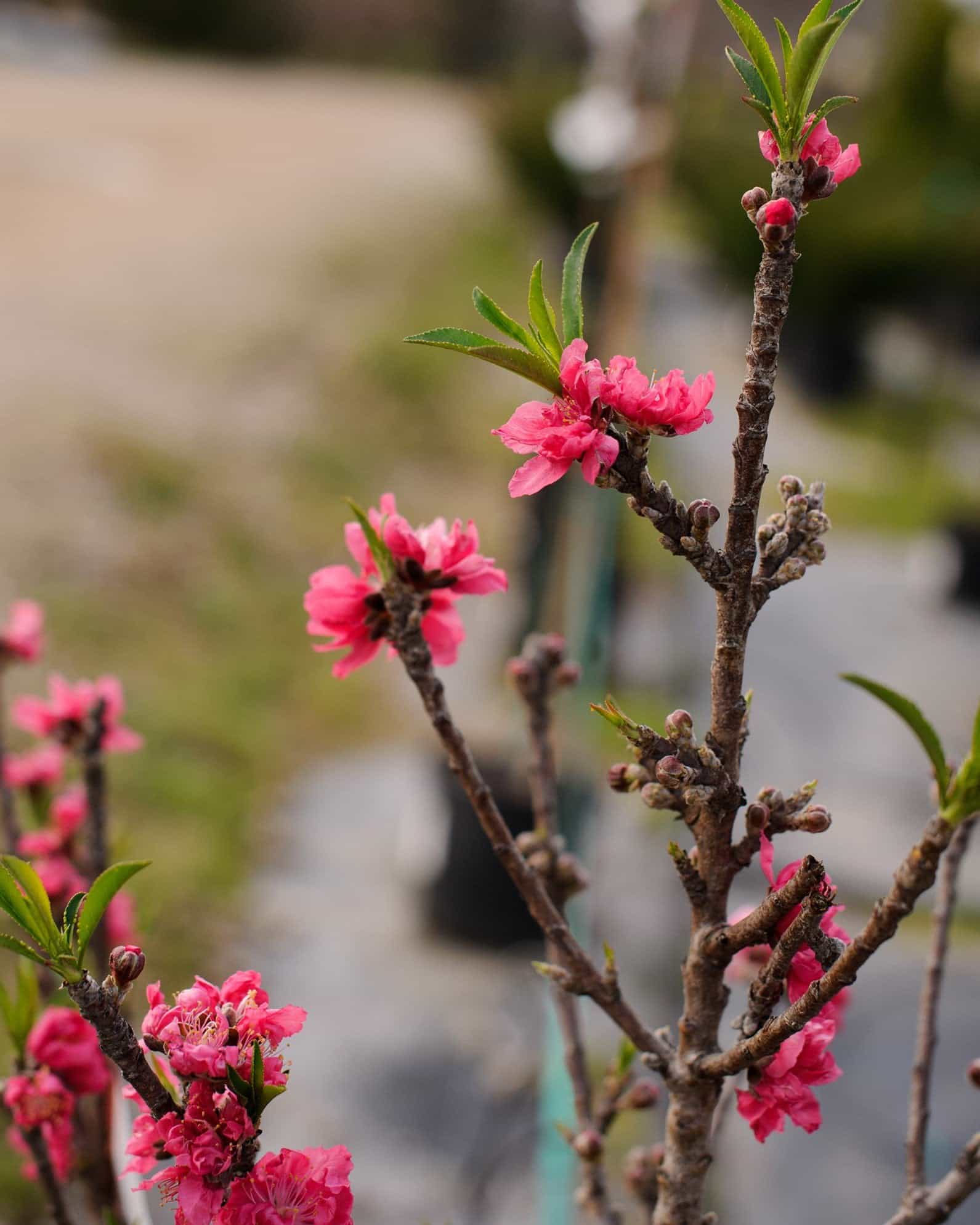 Bonanza Dwarf Peach - view 4