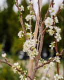 Santa Rosa Plum thumbnail 1