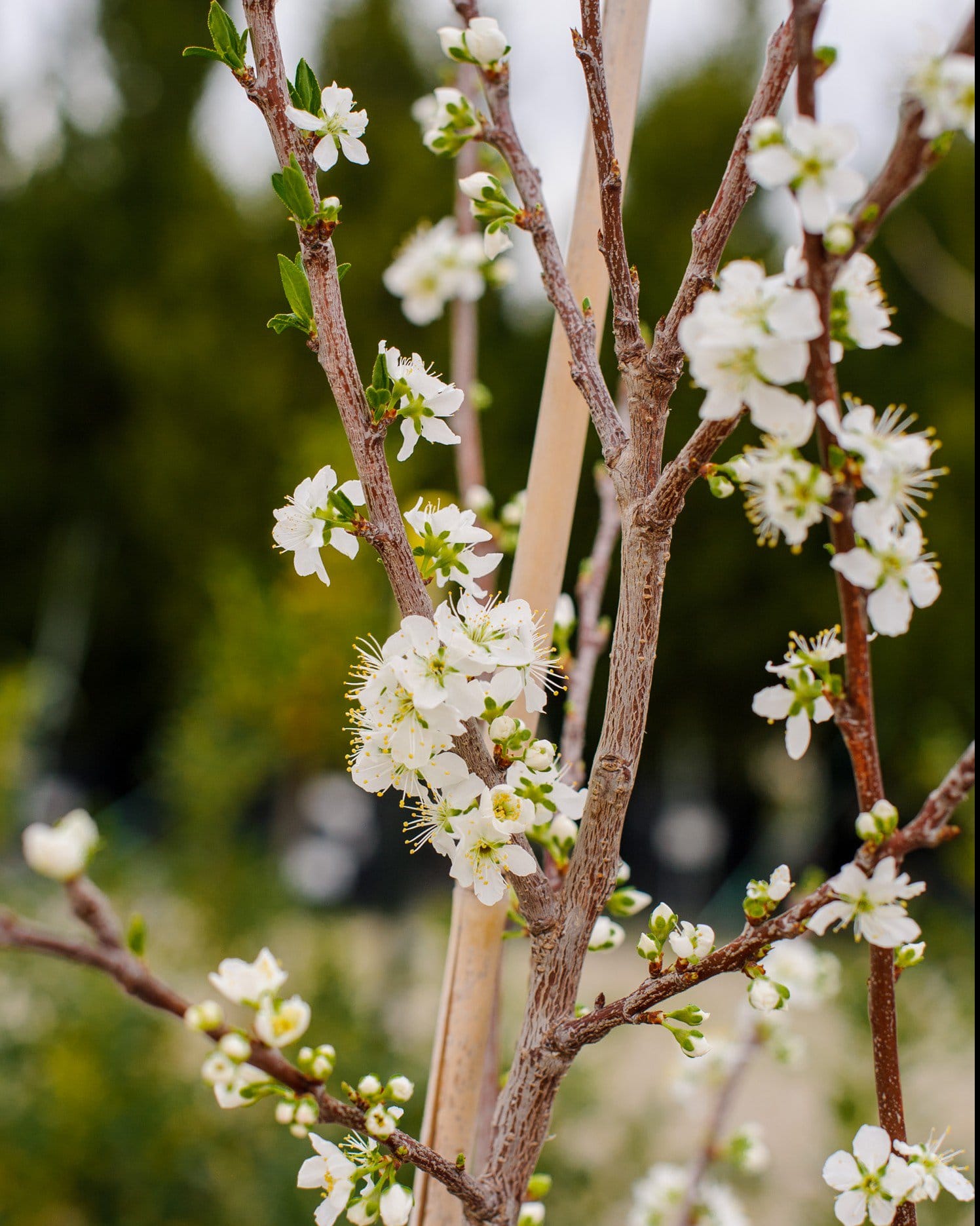 Santa Rosa Plum