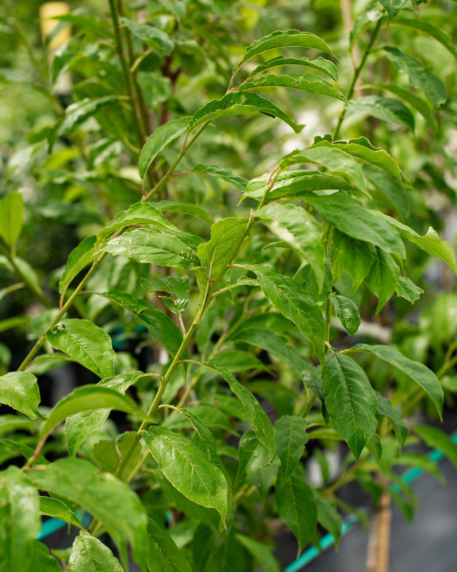 Santa Rosa Plum - view 3