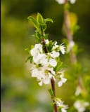 Santa Rosa Plum thumbnail 5