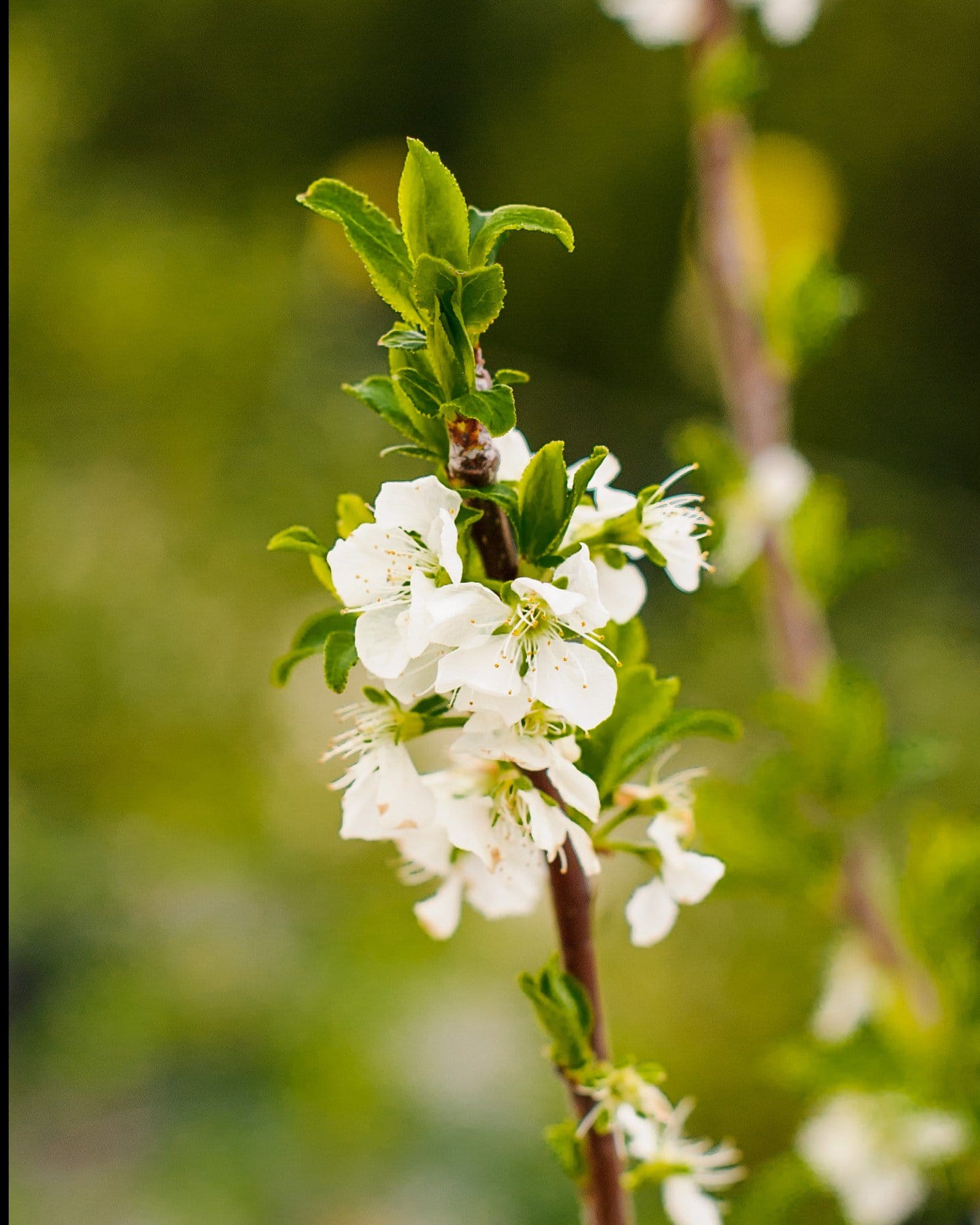 Santa Rosa Plum - view 4