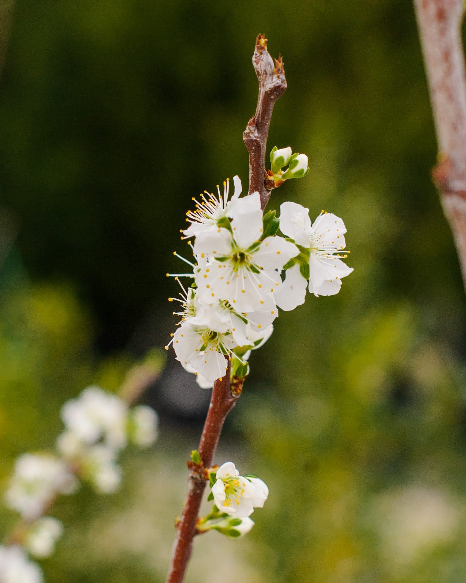 Santa Rosa Plum - view 5