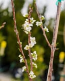Santa Rosa Plum thumbnail 8