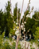 Santa Rosa Plum thumbnail 7