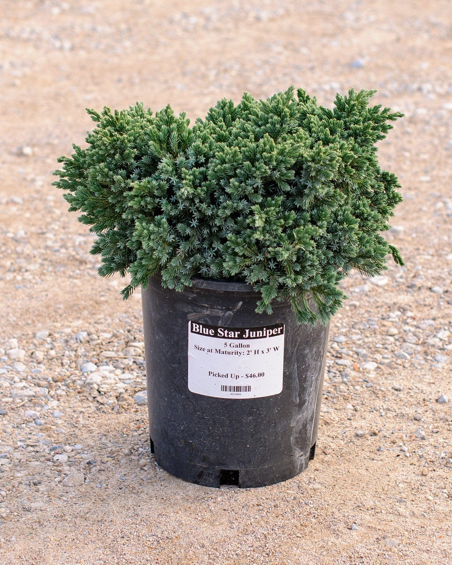 Blue Star Juniper - view 5