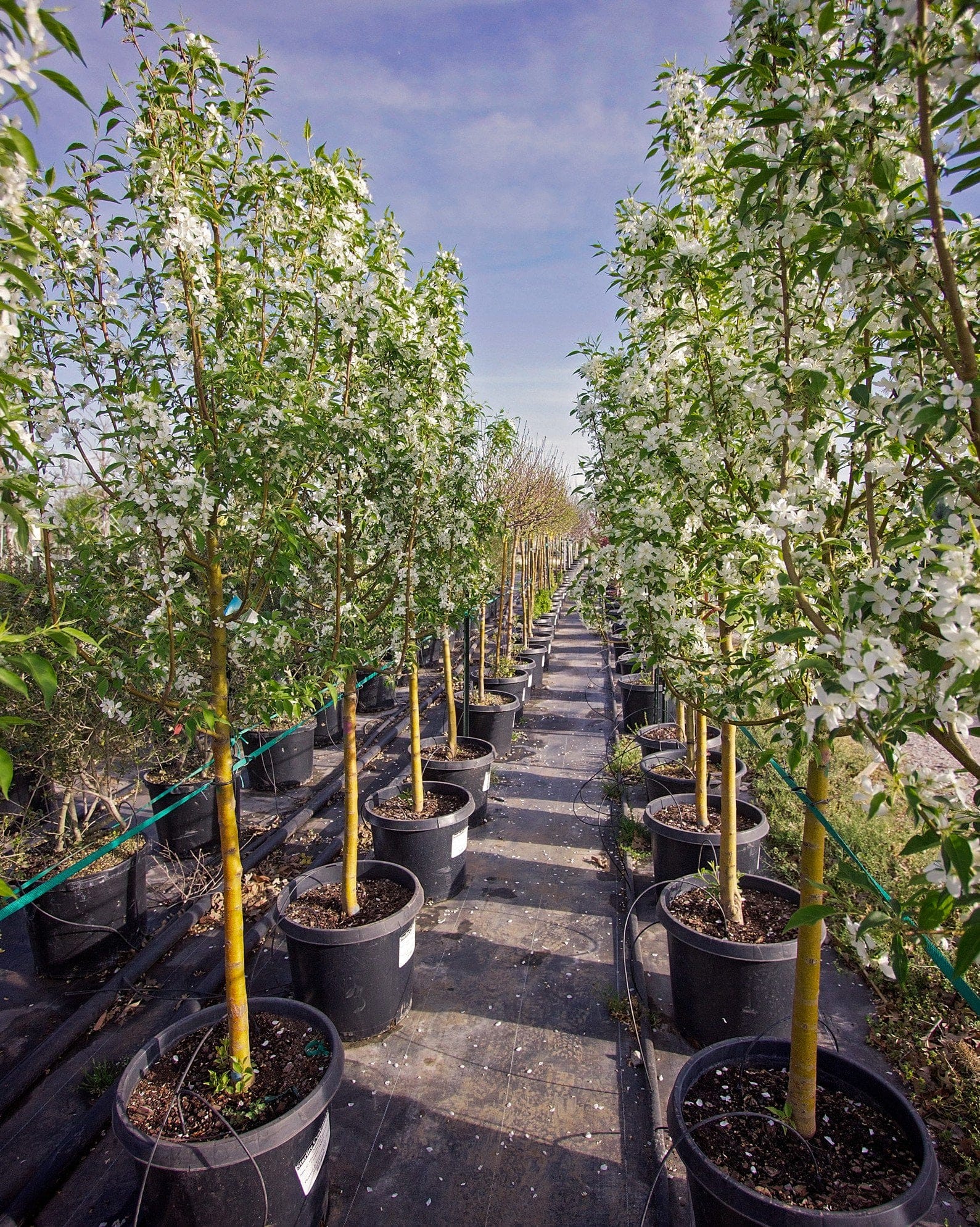 Starlite Crabapple - view 2